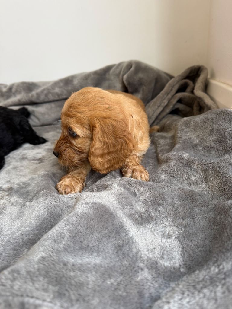 Cockapoo puppies 