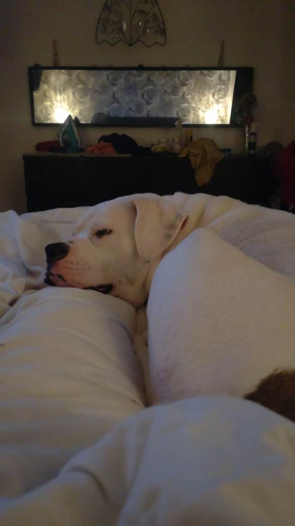 7 year old American bull dog