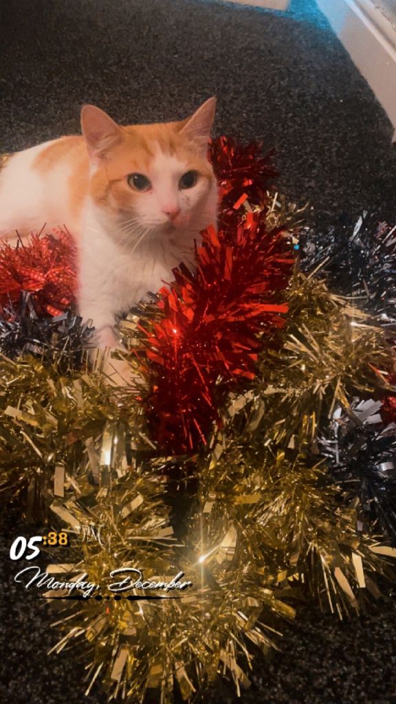 Male kitten for sale 11 months old 