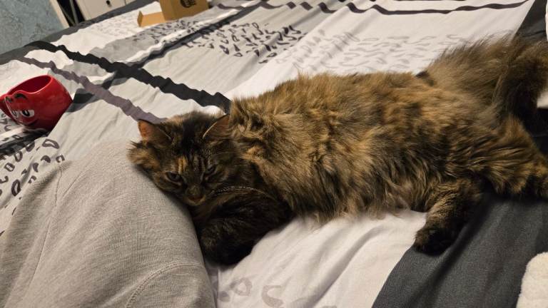 Temporary Home for Our Dog & Cat (5th–25th July)