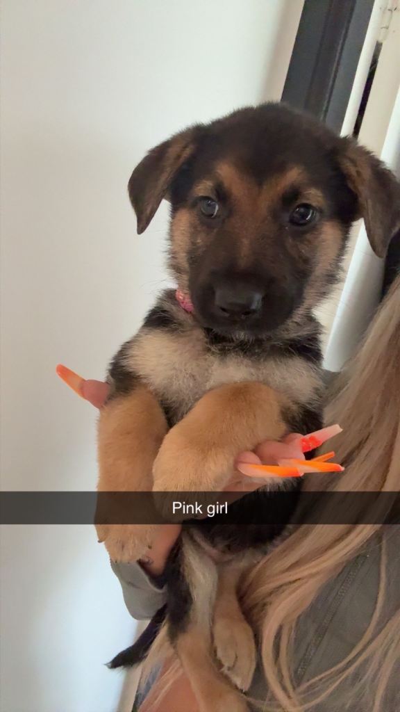 German Shepards puppies 