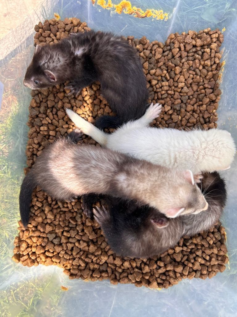 Ferrets for sale 4 hobs 1 jill