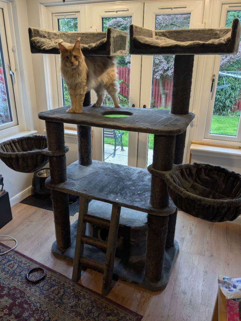 Rhr Panther xxxl 9 month old cat tree