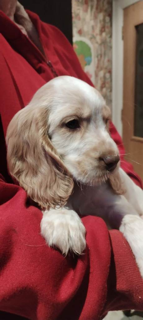 Stunning orange roan Kc reg show cocker spaniel pups for sale - golden and orange roan