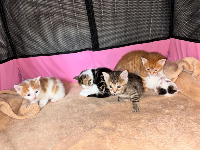 Adorable kittens - ready late June