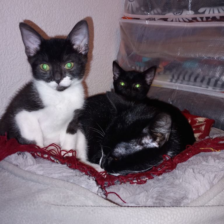 cute kittens looking for a family!