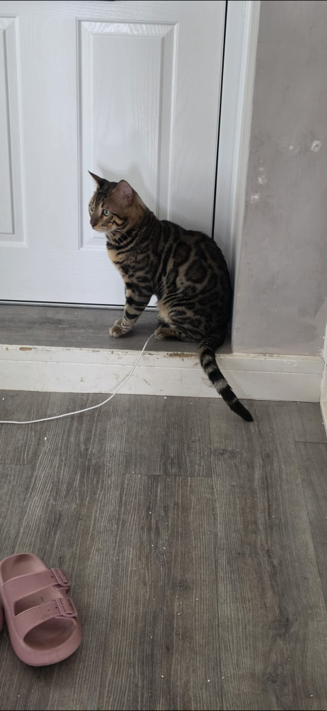  * Blue a 1 year old Tica registered Benegal cat 