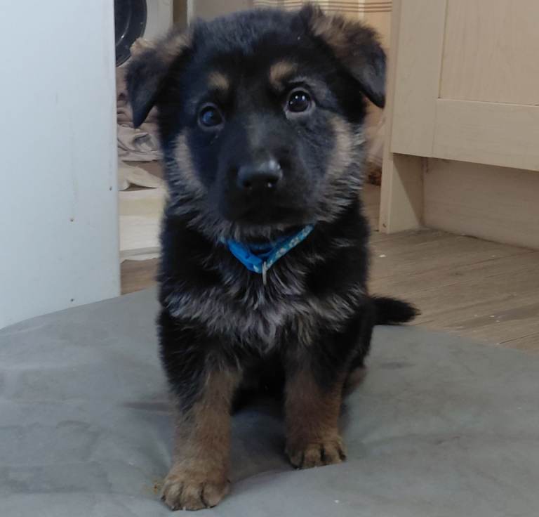 German shepherd puppies 
