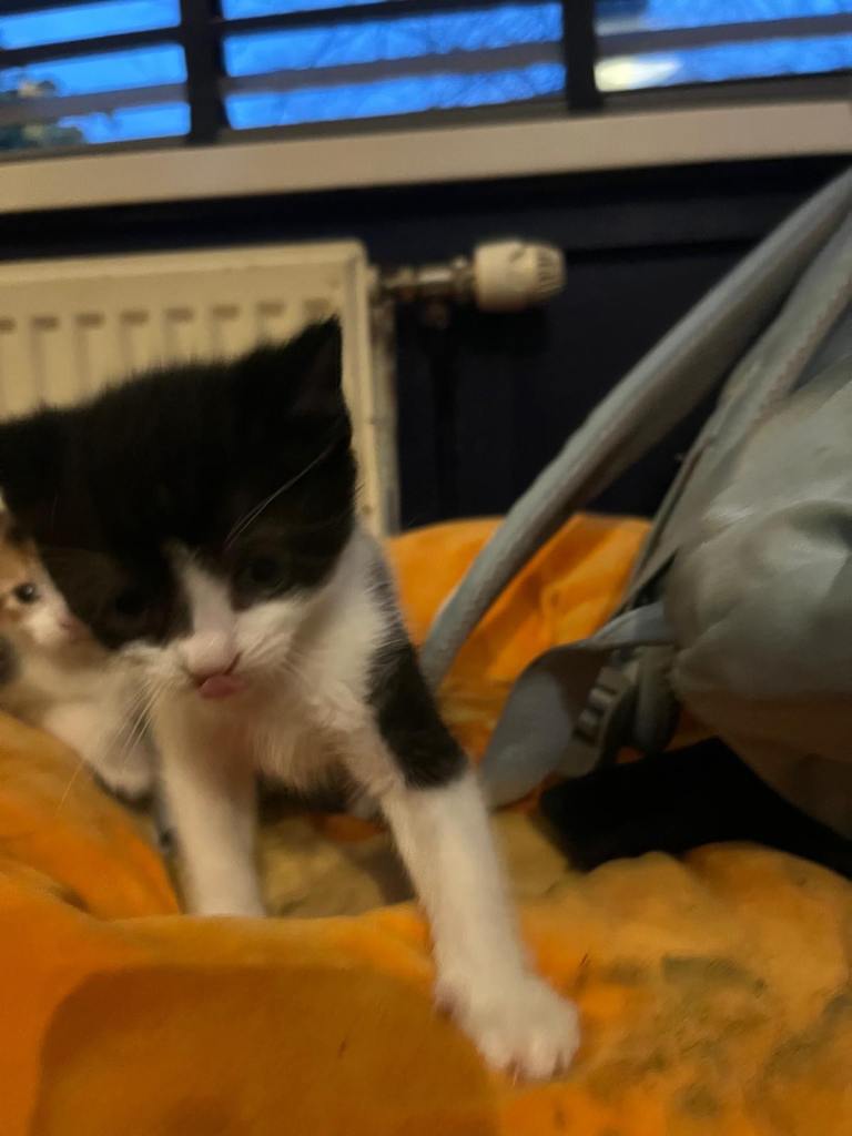 Gorgeous kittens looking for new home 