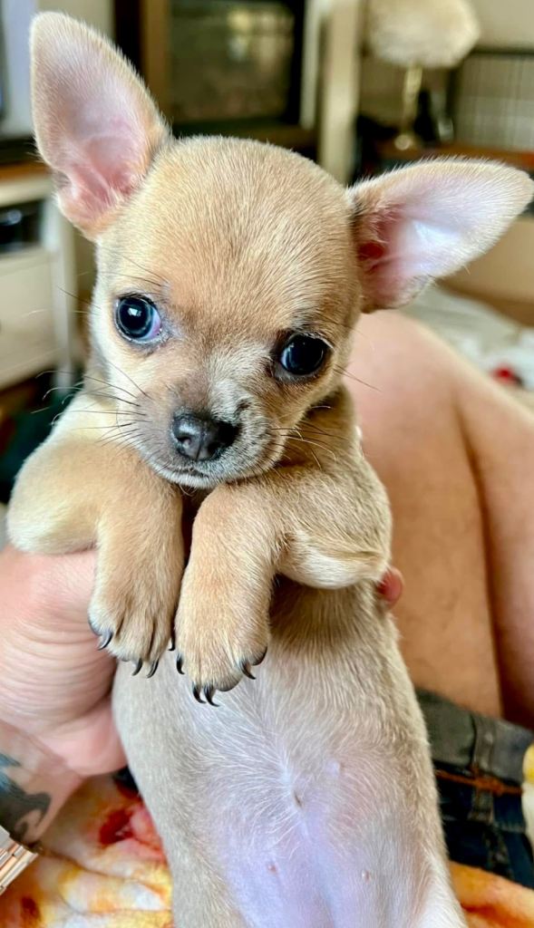 Gorgeous 9 week old male and female chihuahua puppies for sale. 
