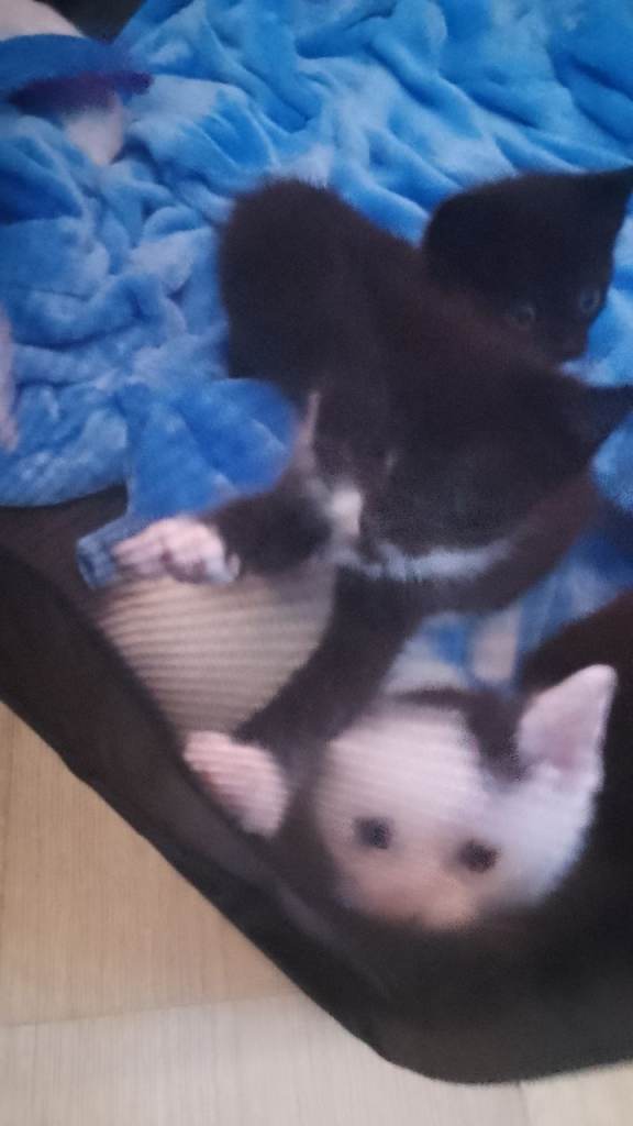 Fluffy playful kittens