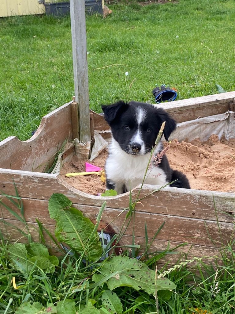 1 Border Collie Male puppy left!