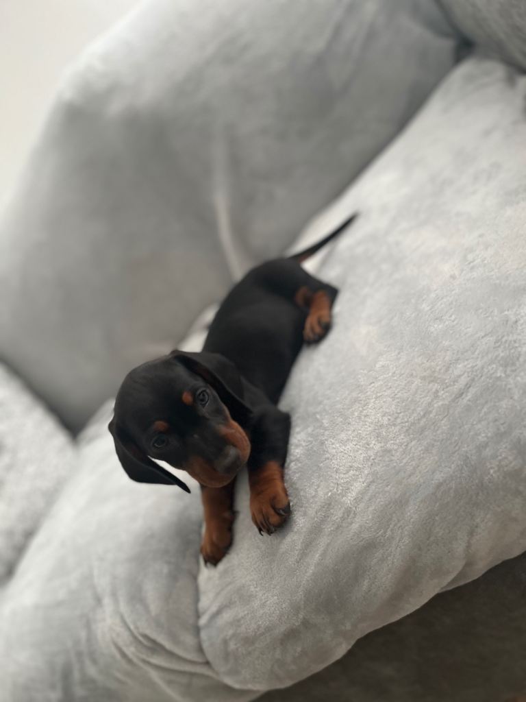 Miniature dachshund boys