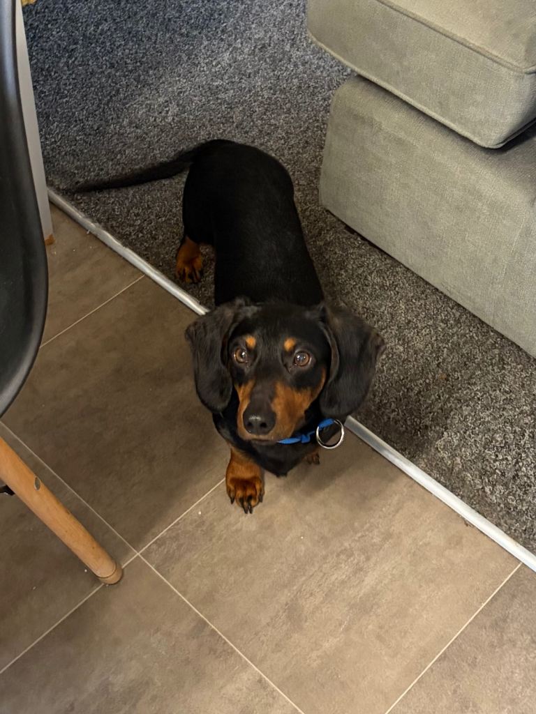 Beautiful Penguin dachshund boy 3yrs