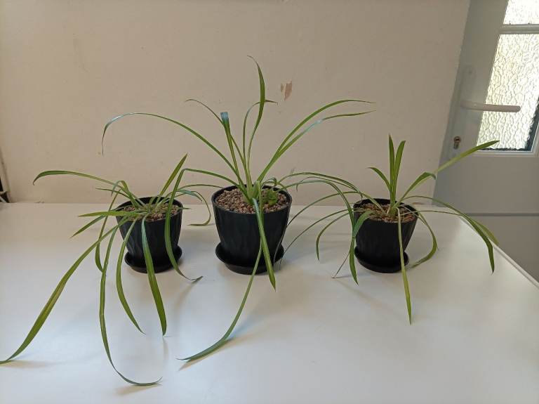 3x spider plants