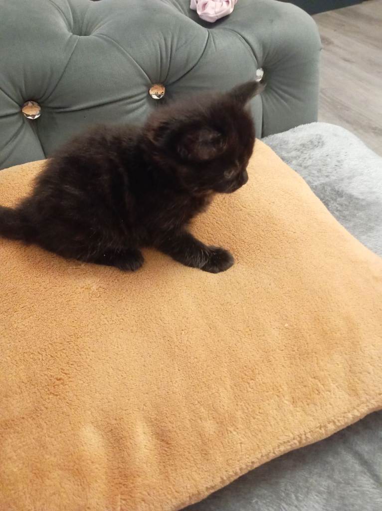3 little kittens