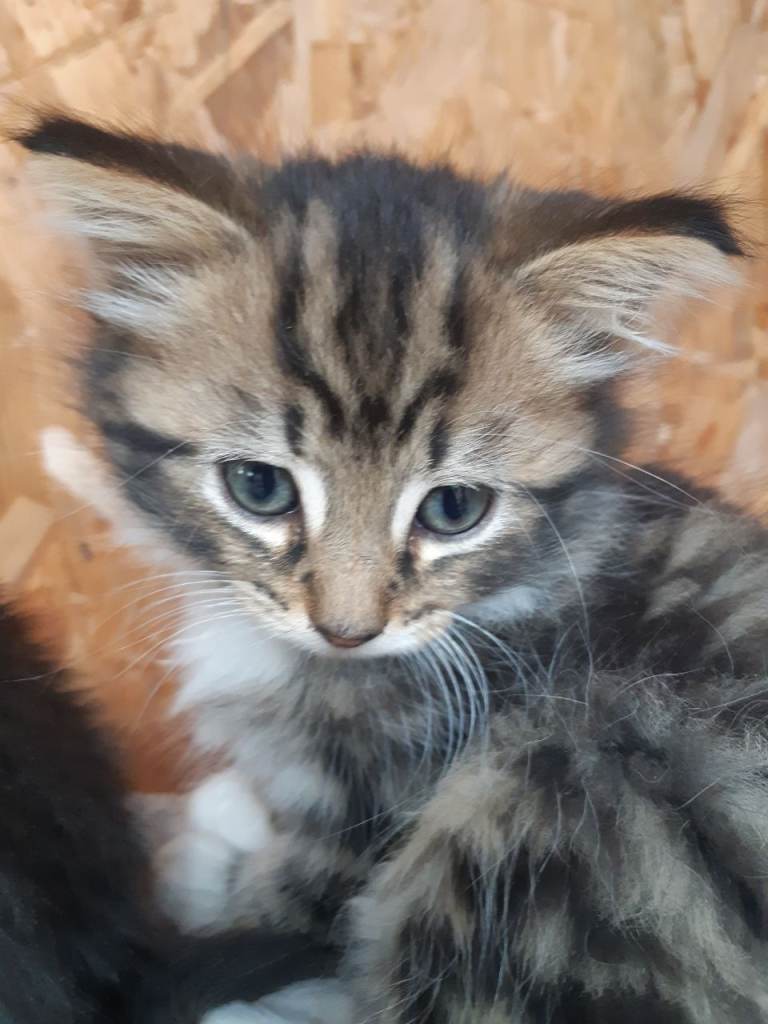 Gorgeous part maincoone kittens
