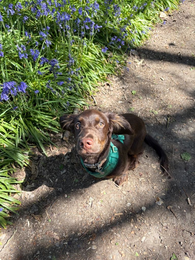 Spaniel cross pending sale 