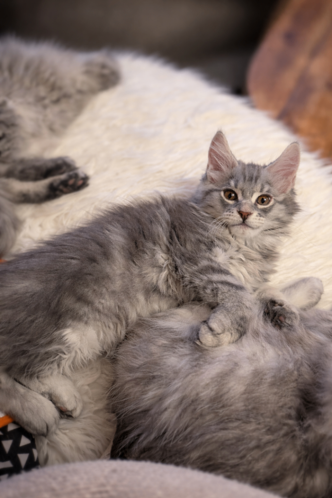 Stunning Pedigree Maine coon kittens - 1 boy left