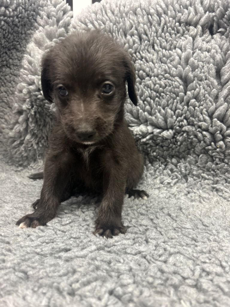 GENUINE BEDDY WHIPPETS 2 BOYS LEFT