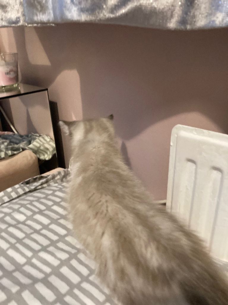 Ragdoll x Burmese female kitten