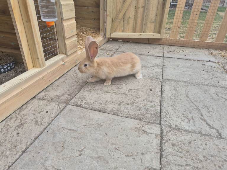 Pure giant continental rabbits 
