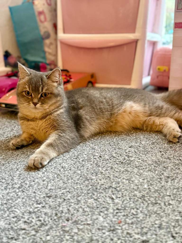 Beautiful British Shorthair 7 month old Kitten 