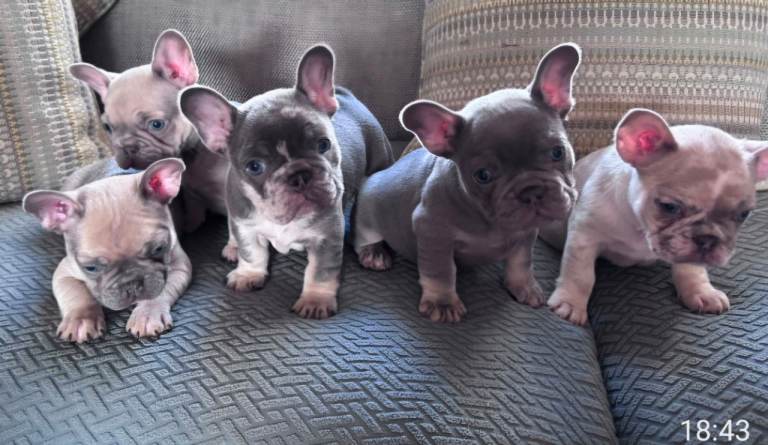 Frenchie puppies for sale 