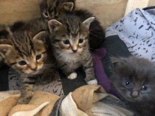 Kittens looking for homes