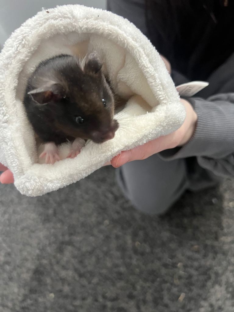 Serian hamster 20 weeks old 