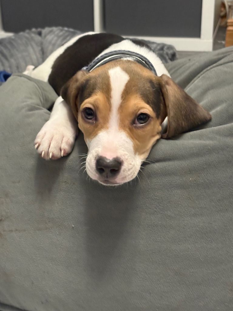 beagle pup
