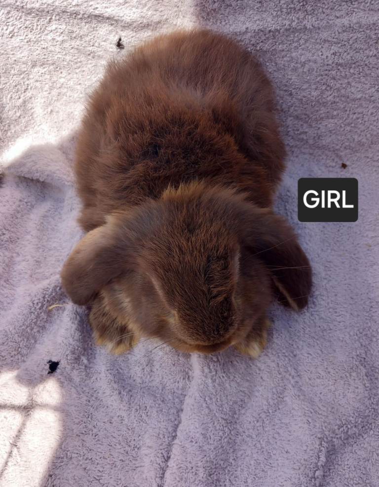 Baby French lop giant rabbits ready 26th june