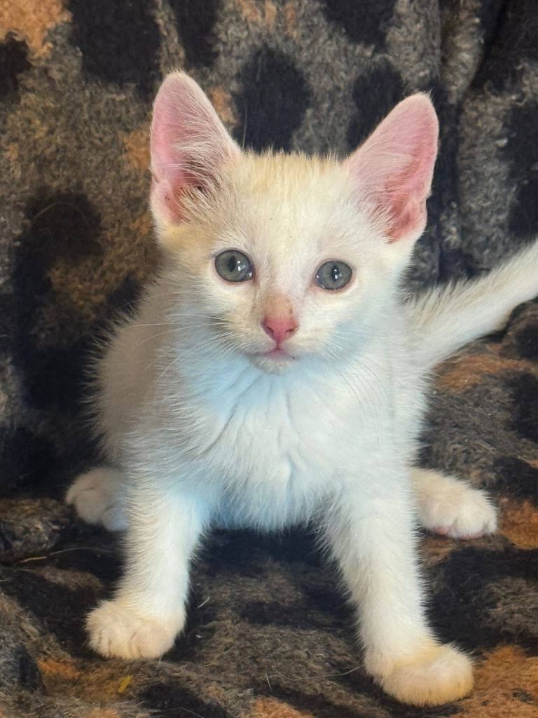 TURKISH ANGORA KITTENS 