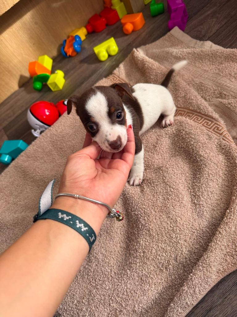 Jack Russell 