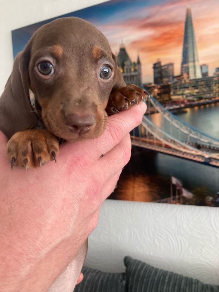Miniature Dachshunds For Sale