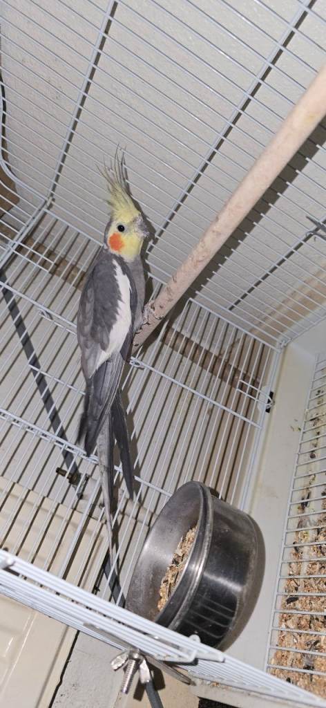 Cockatiel bird male 