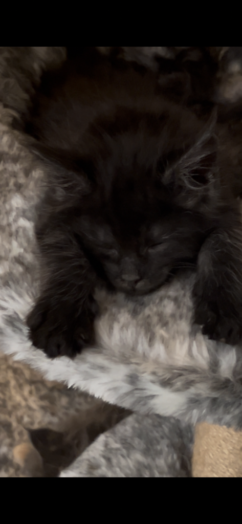  6 BEAUTIFUL MAINECOON KITTENS LEFT 