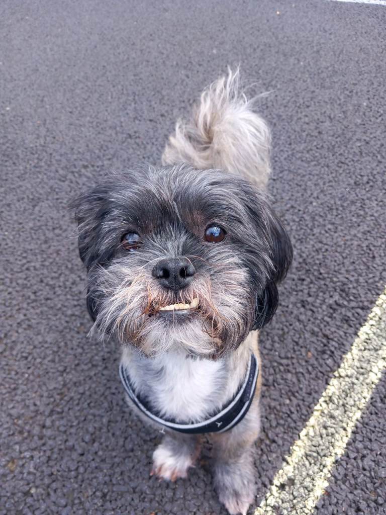 Shih tzu Rocco