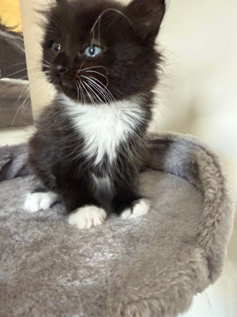 Kitten