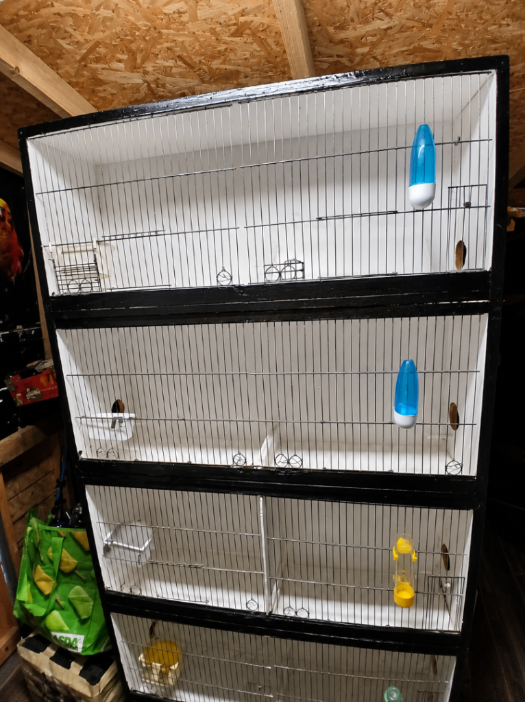 Bird cages 