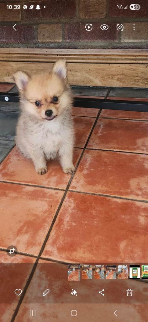 Pomeranian 