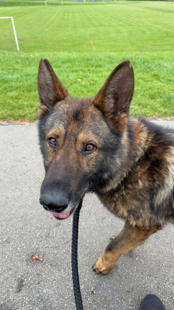 German Shepherd
