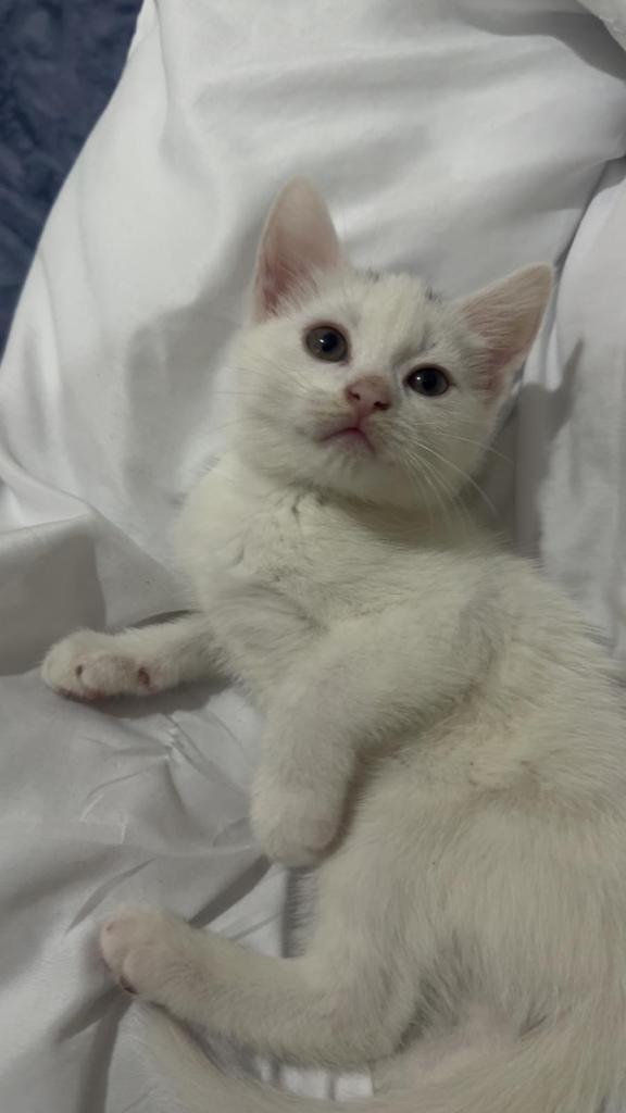Half Maine coon kitten 