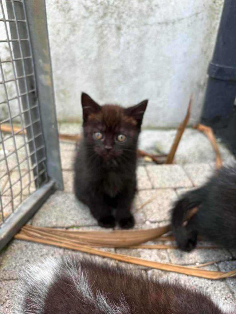 3 mixed British shorthair 