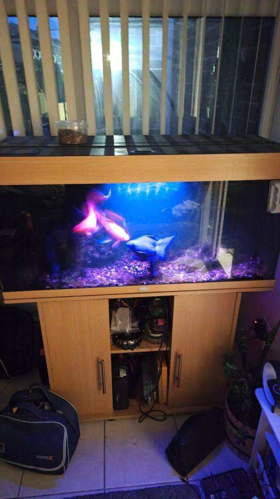 4 years old fish coi
