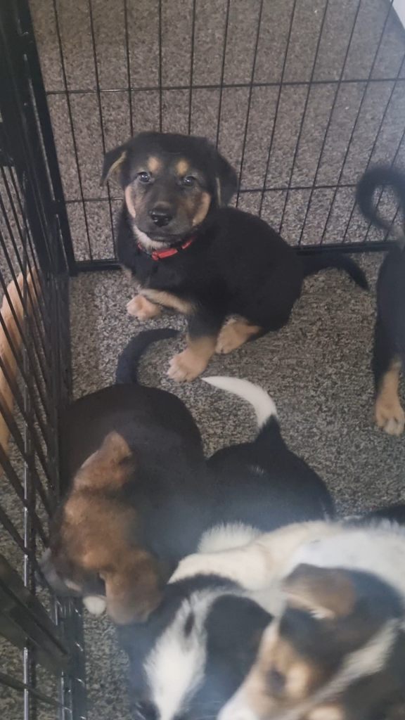 German shepard cross