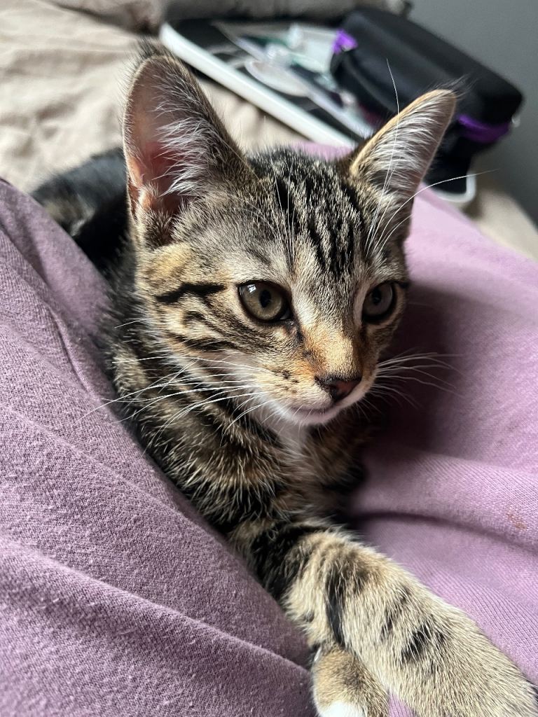 Female kitten 