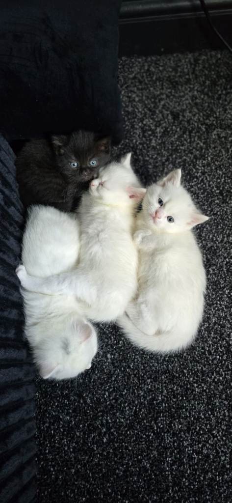 Bengal persian kittens