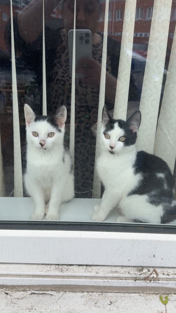Domestic shorthair boy and girl 