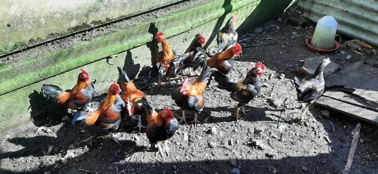 Bantams for sale 